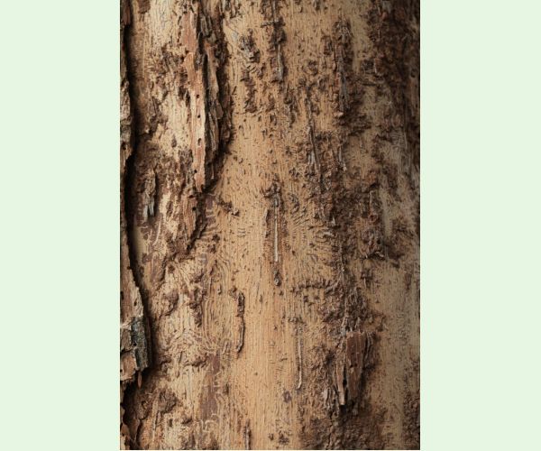 Podkôrniky Scolytus na breste