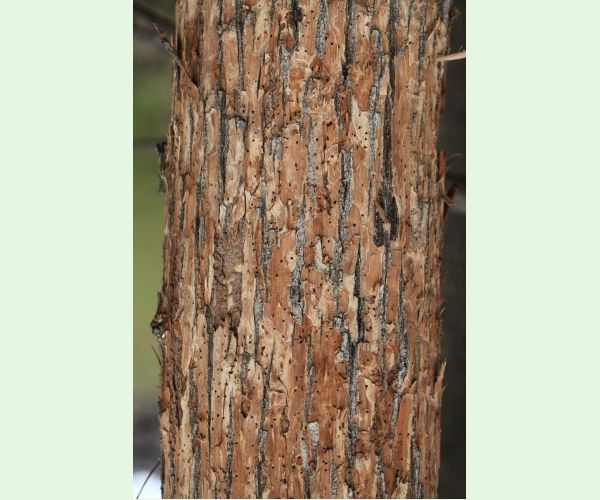 Podkôrniky Scolytus na breste