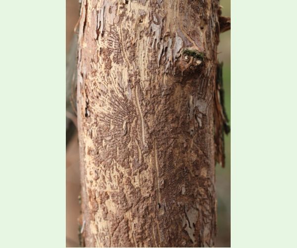 Podkôrniky Scolytus na breste