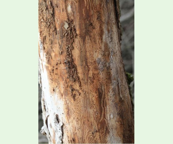 Podkôrniky Scolytus na breste