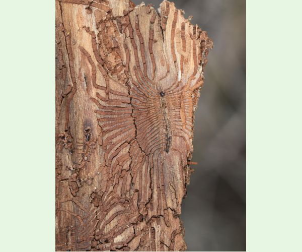 Podkôrniky Scolytus na breste