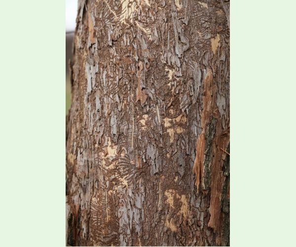 Podkôrniky Scolytus na breste