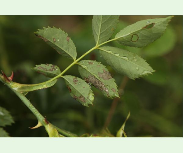 Piliarka Endelomyia aethiops