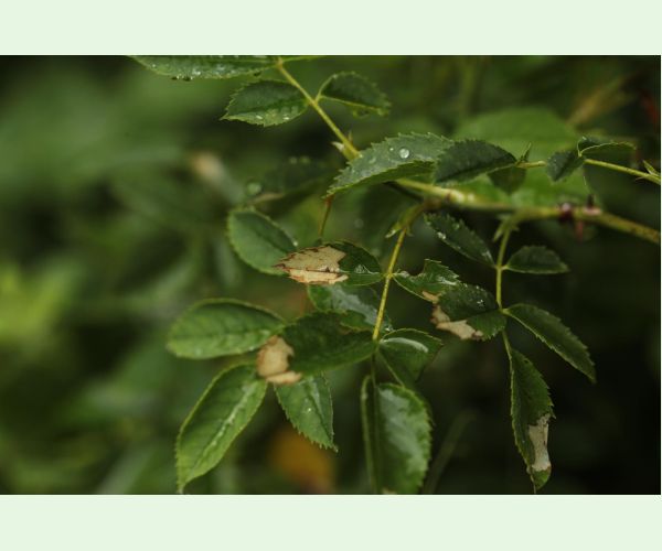 Piliarka Endelomyia aethiops