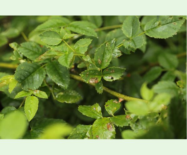 Piliarka Endelomyia aethiops