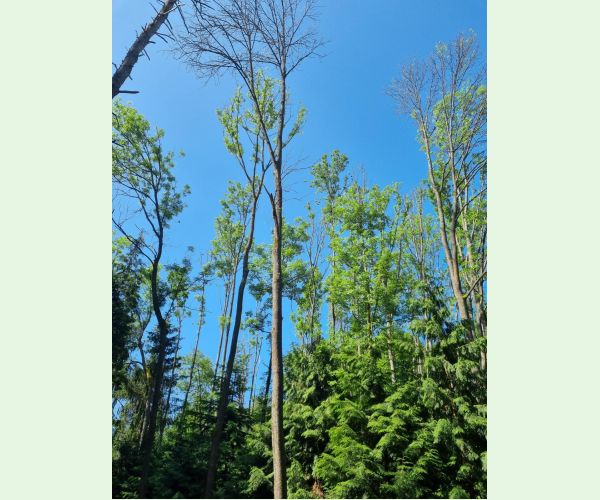 Čiašočka jaseňová