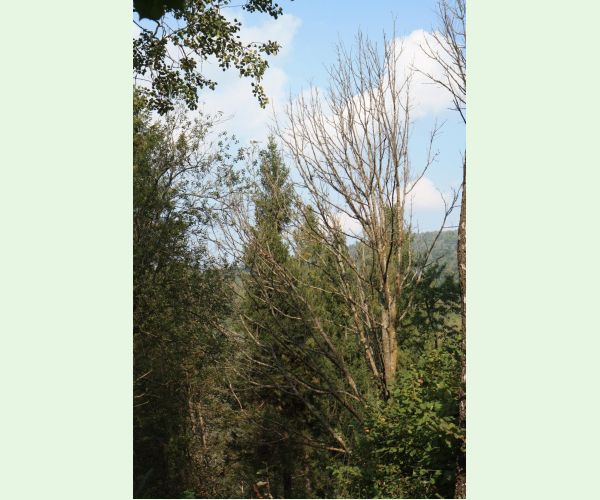 Čiašočka jaseňová