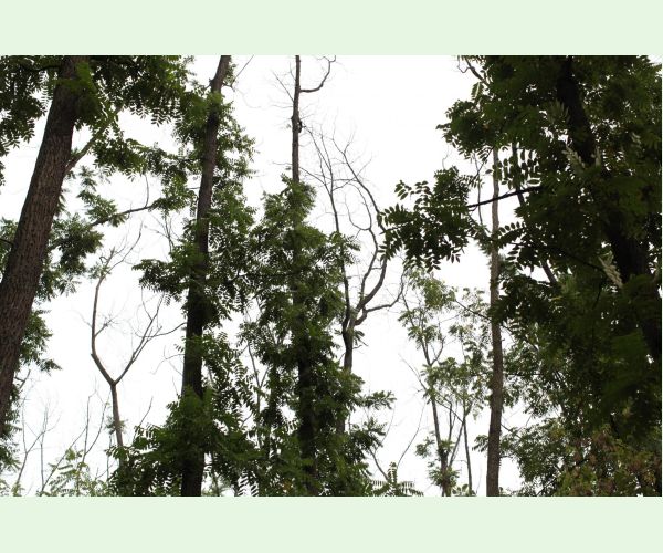 Čiašočka jaseňová