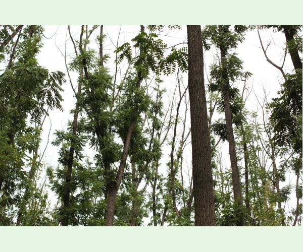 Čiašočka jaseňová