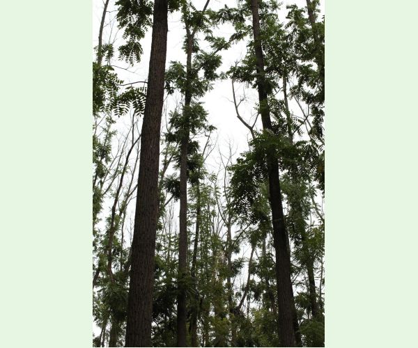 Čiašočka jaseňová