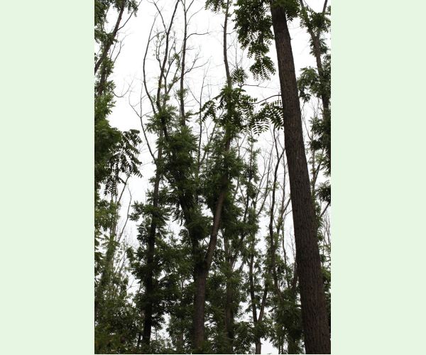 Čiašočka jaseňová