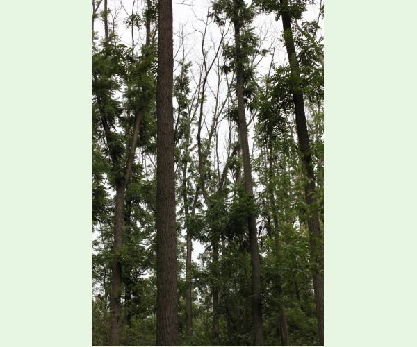 Čiašočka jaseňová