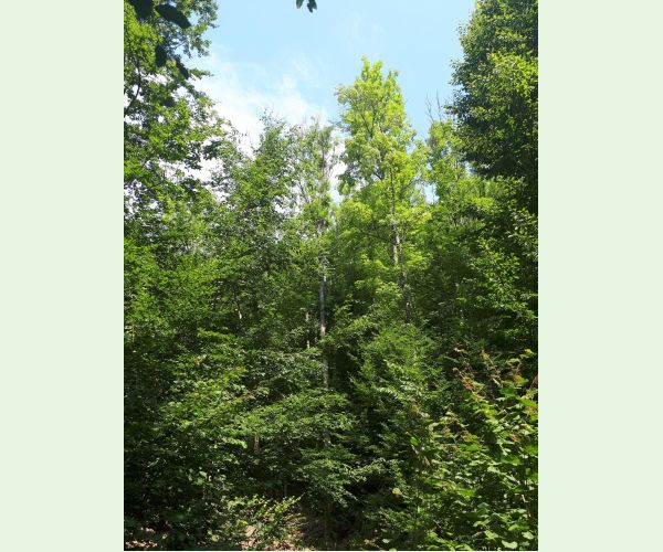 Čiašočka jaseňová