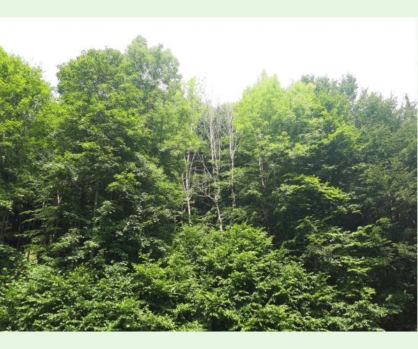 Čiašočka jaseňová