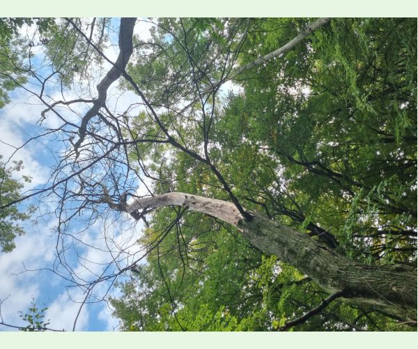 Čiašočka jaseňová