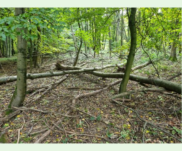 Čiašočka jaseňová