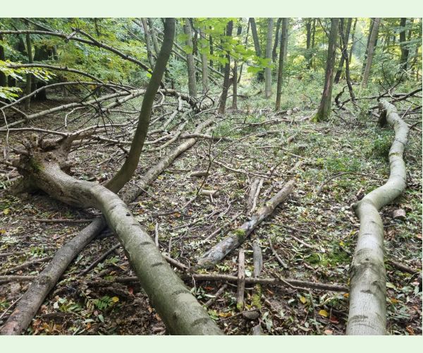 Čiašočka jaseňová