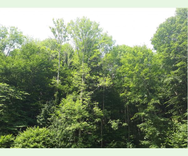 Čiašočka jaseňová