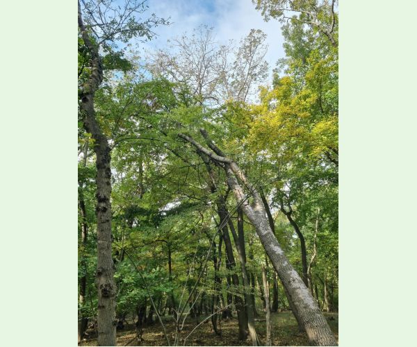 Čiašočka jaseňová