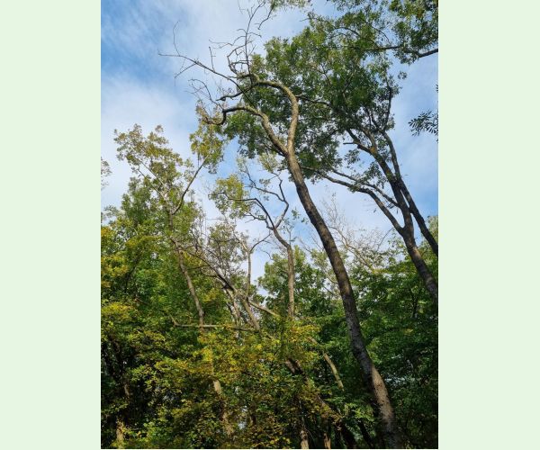 Čiašočka jaseňová