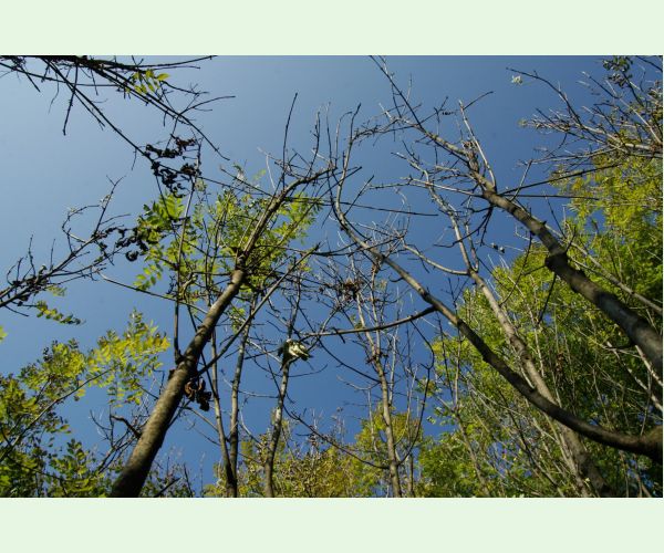 Čiašočka jaseňová