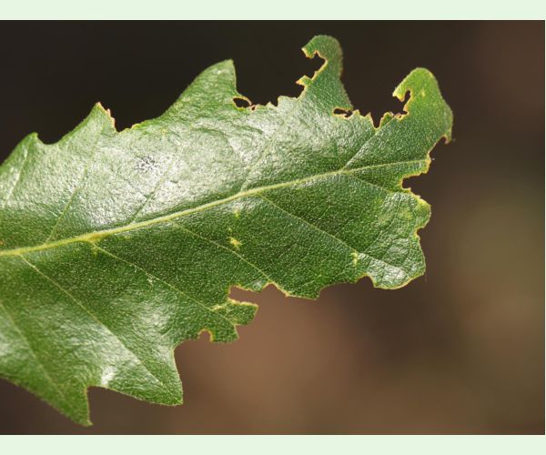 Liskavka Lachnaia sexpunctata