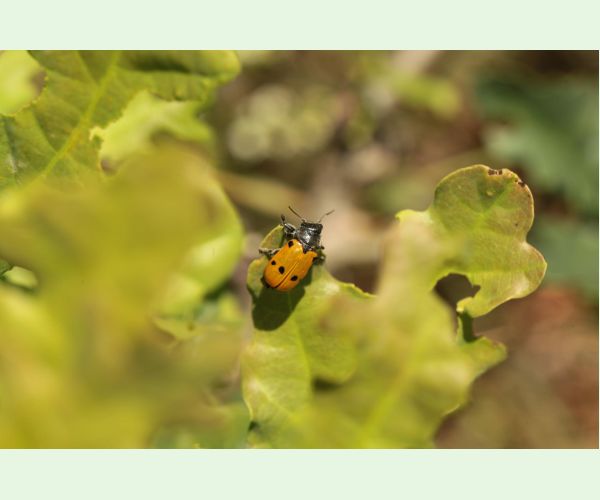 Liskavka Lachnaia sexpunctata
