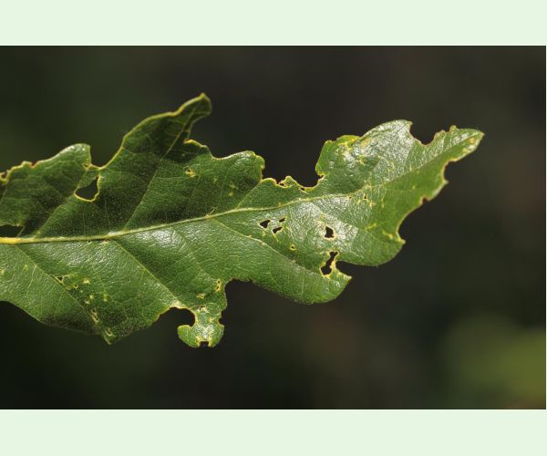 Liskavka Lachnaia sexpunctata