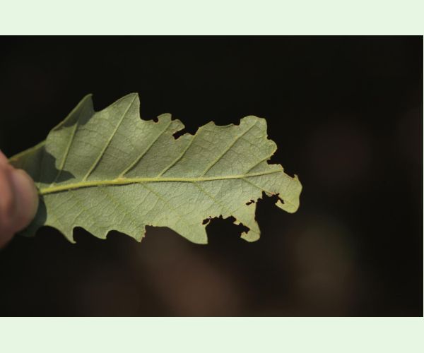 Liskavka Lachnaia sexpunctata