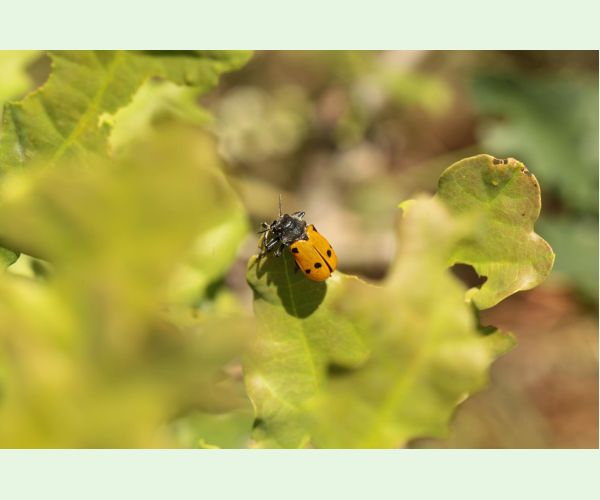 Liskavka Lachnaia sexpunctata