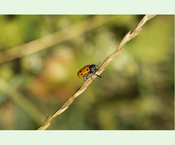 Liskavka Lachnaia sexpunctata