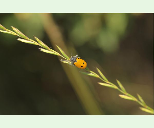 Liskavka Lachnaia sexpunctata