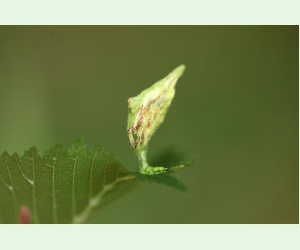 Vlnačka Tetraneura nigriabdominalis
