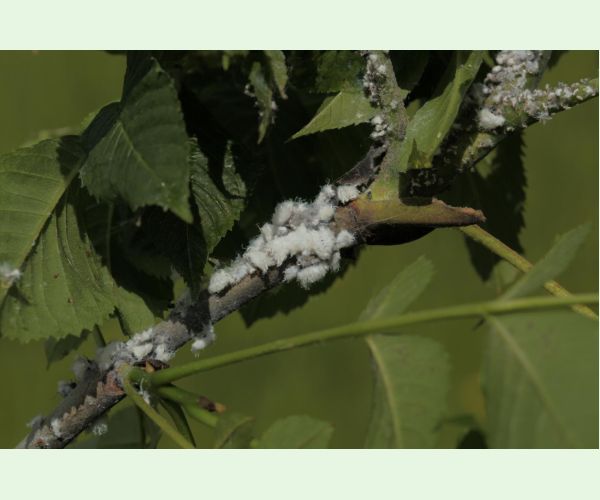 Dutinárka orgovánová