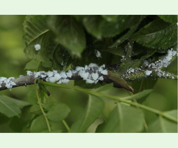 Dutinárka orgovánová