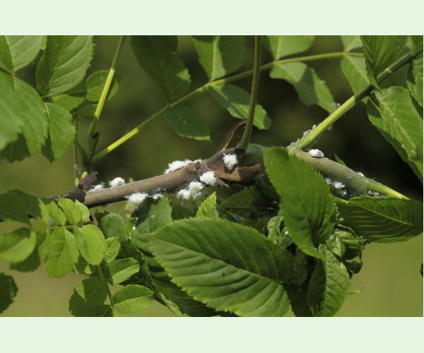 Dutinárka orgovánová