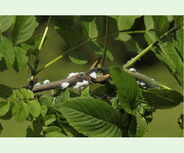 Dutinárka orgovánová