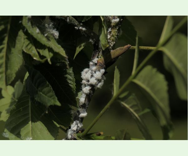 Dutinárka orgovánová