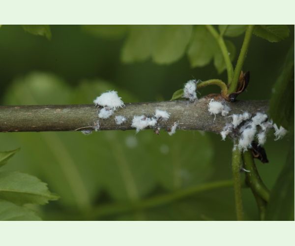 Dutinárka orgovánová