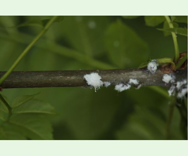 Dutinárka orgovánová