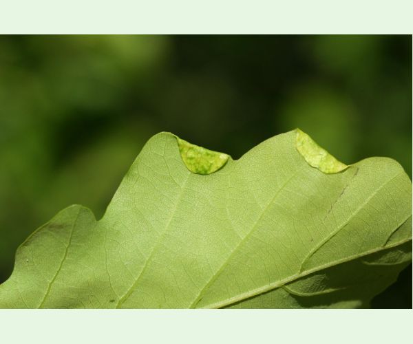 Byľomor Macrodiplosis pustularis