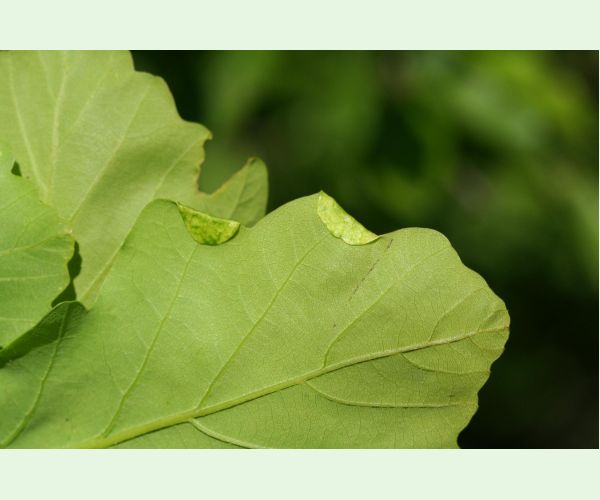 Byľomor Macrodiplosis pustularis