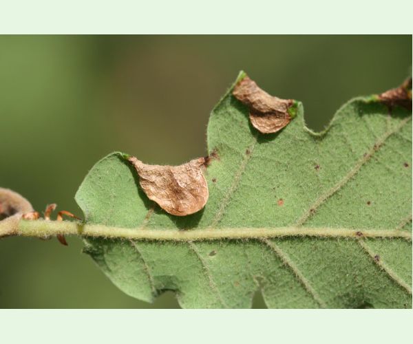 Byľomor Macrodiplosis pustularis