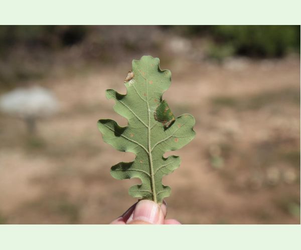 Byľomor Macrodiplosis pustularis
