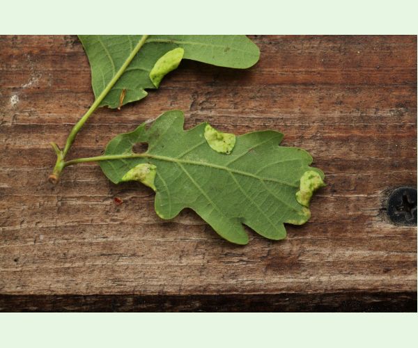 Byľomor Macrodiplosis pustularis