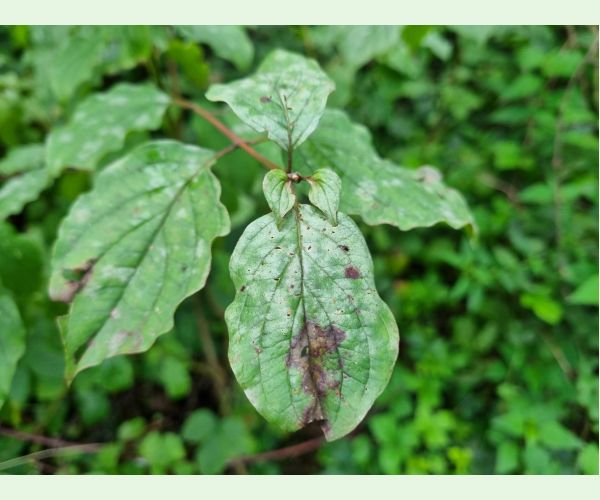 Múčnatka Erysiphe tortilis