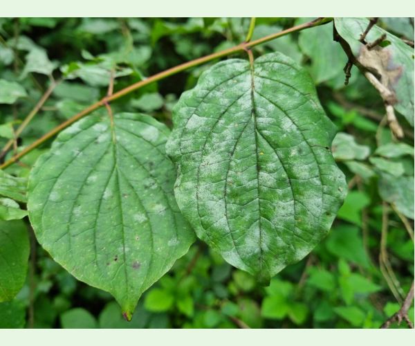 Múčnatka Erysiphe tortilis