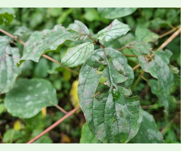 Múčnatka Erysiphe tortilis