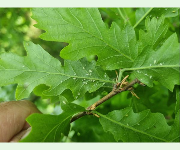 Voška Tuberculatus annulatus