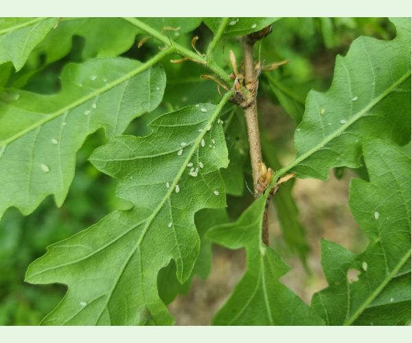 Voška Tuberculatus annulatus